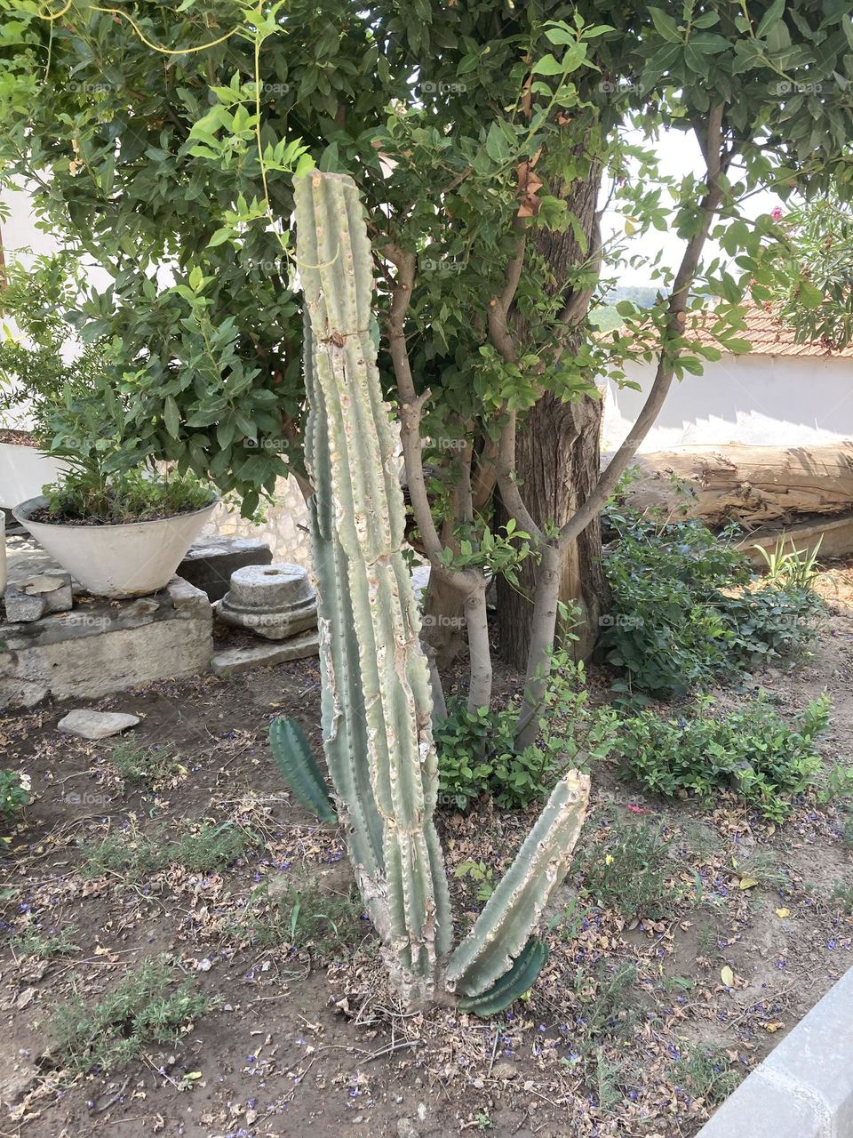Beach time on holidays. Blue sky and tall palm trees. Sunsets and sunny days. Summertime in Kusadasi. Vacation travel in Turkey . Summer view. Sunny day during vacation