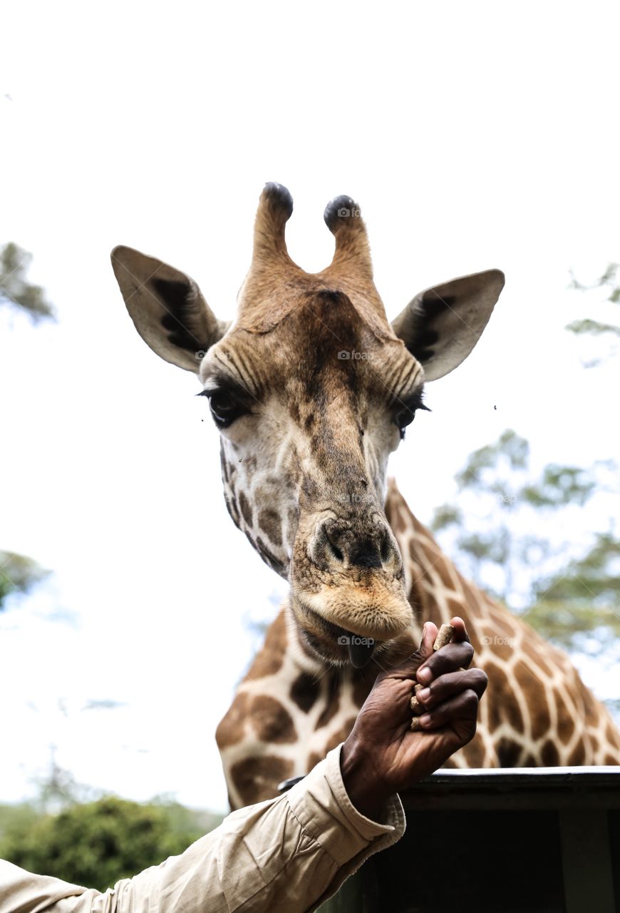 Feeding giraffe 