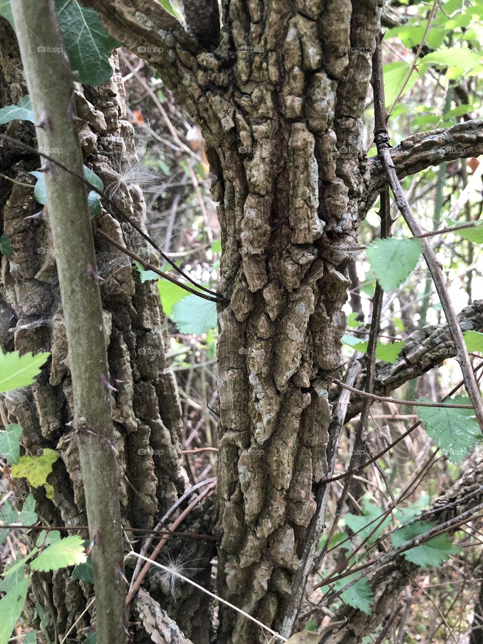 Stone Bark