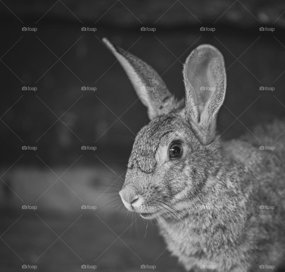 Black and white animal portrait photography, headshot of a hare