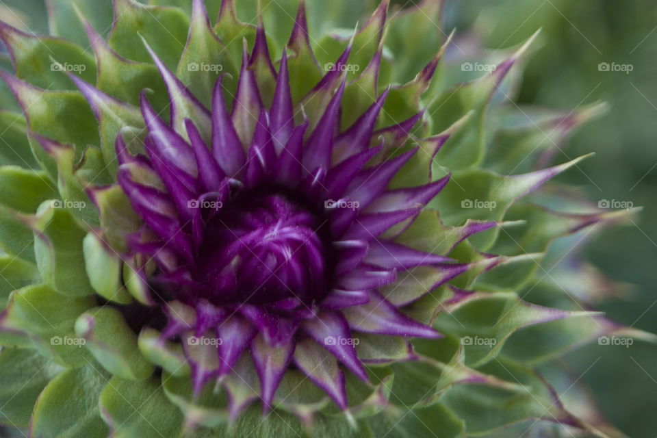 blooming thistle