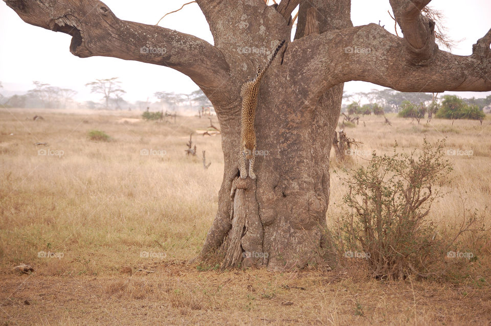 Leopard in serengeti