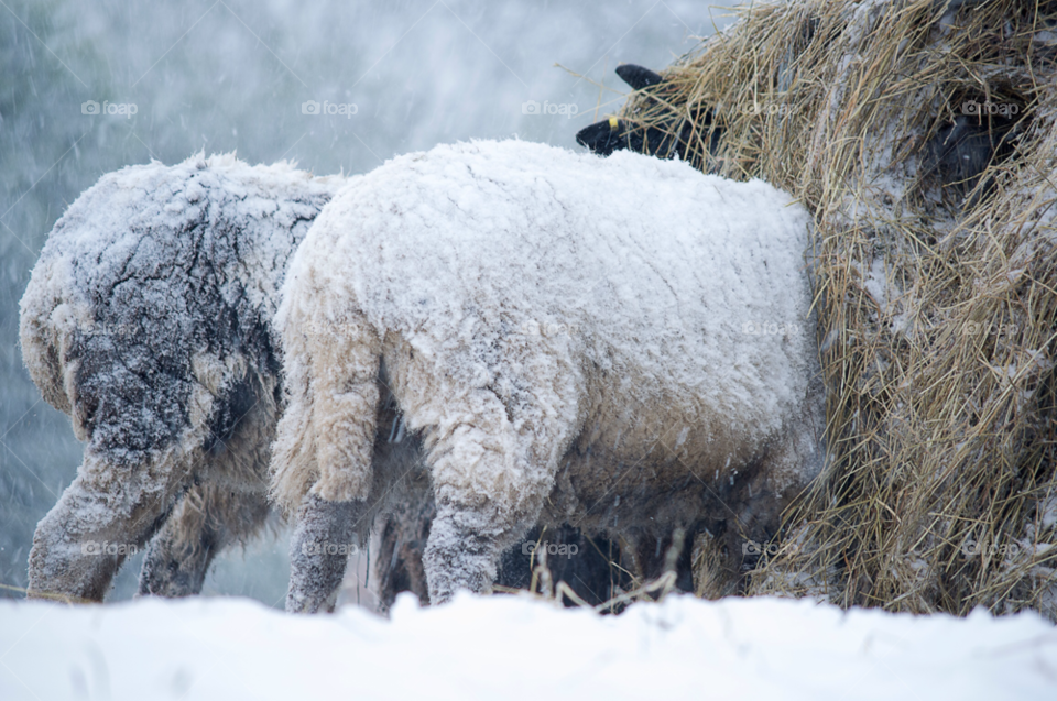 snow winter weather farming by gaillewisbraznell