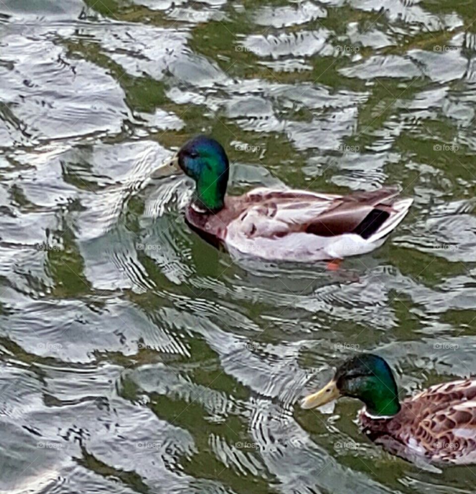 Two Male Ducks!