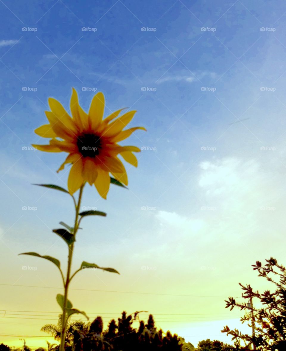 Sunflower power 