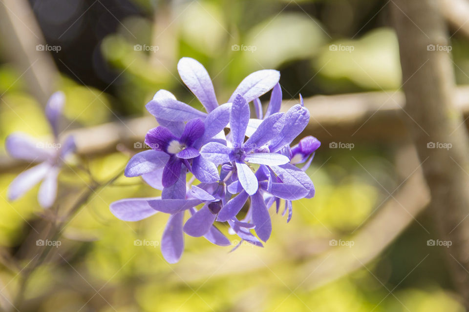 Purple flowers