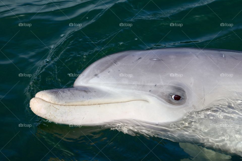 Closeup headshot wild dolphin