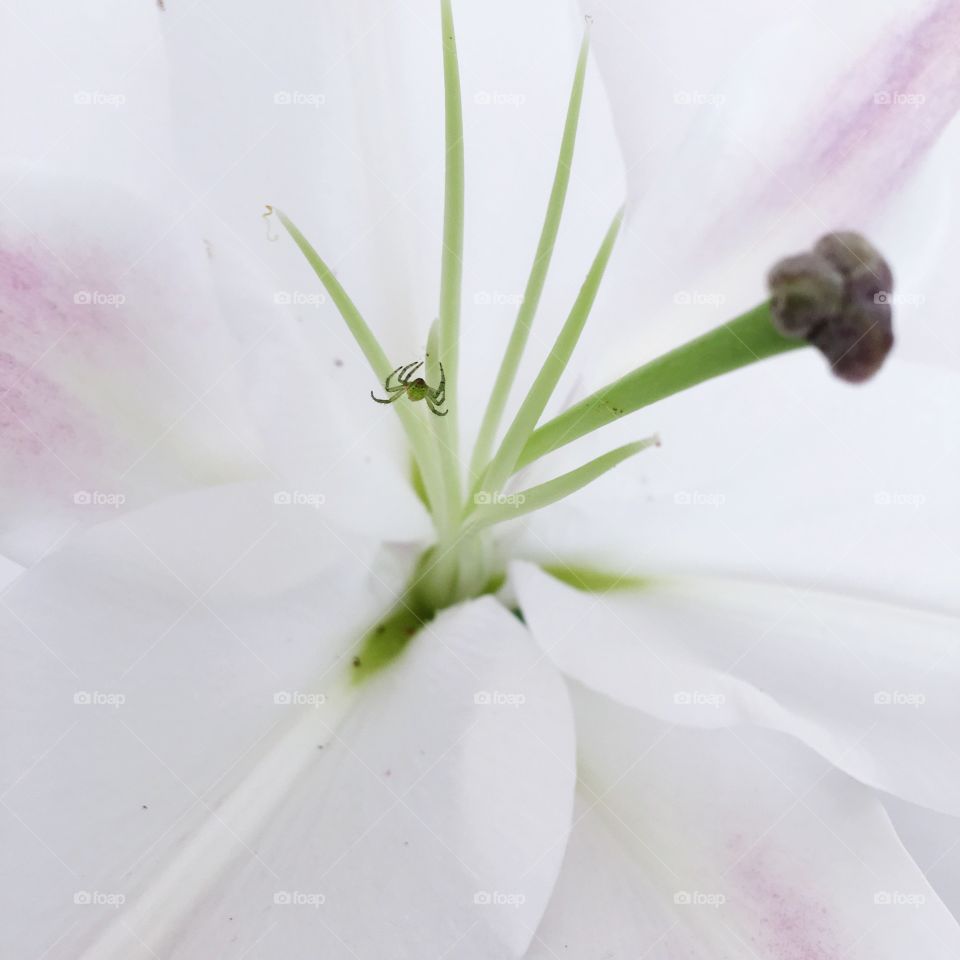Spider in lily