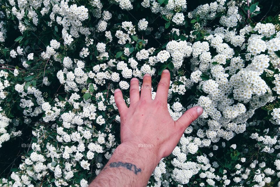 Hand against the background of a flowering bush