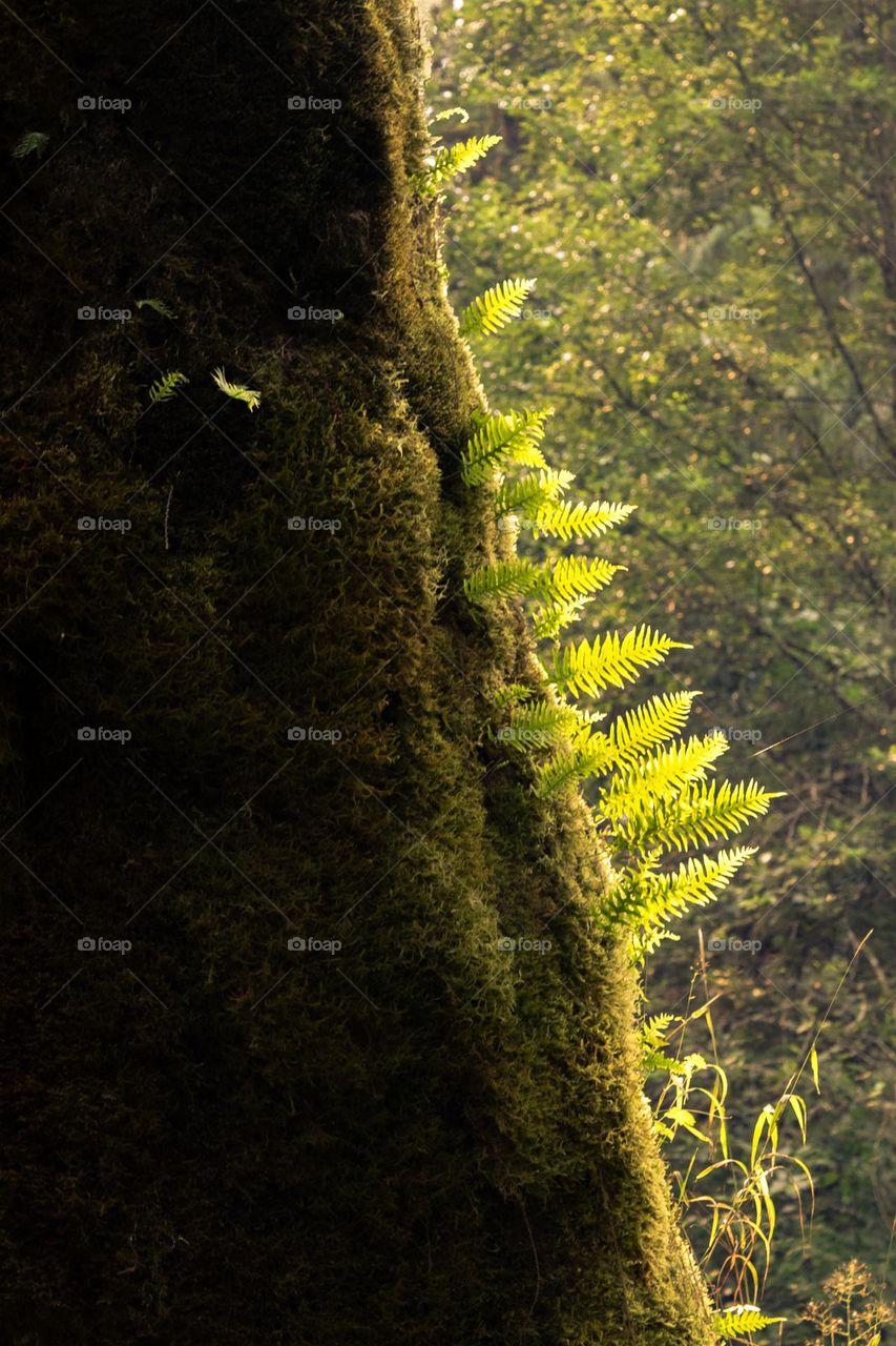 Ferns growing out of a mossy tree catch the morning sunlight in a rainforest