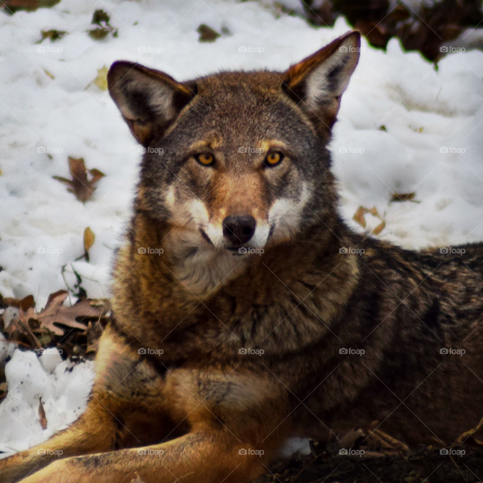 Winter Wolf