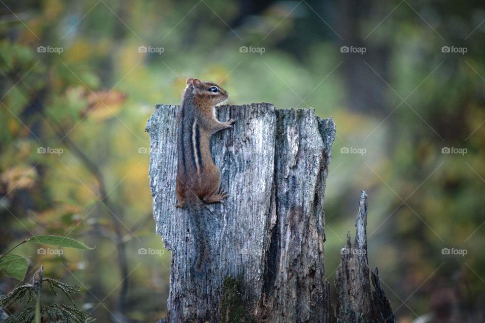 Chipmunk on stump