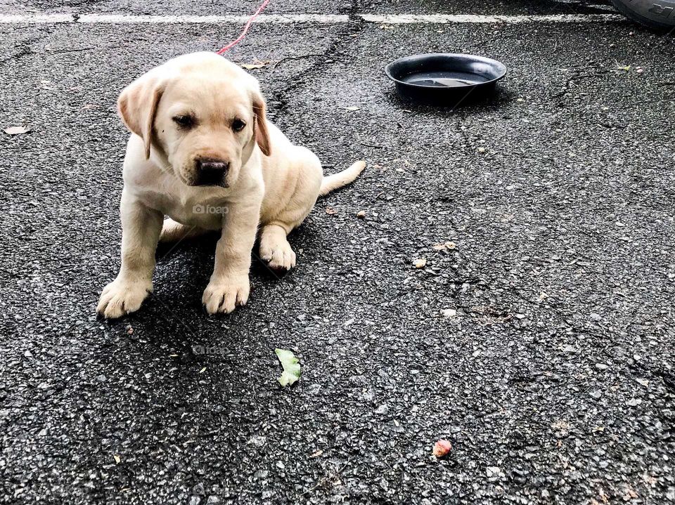 The dog sat lonely on the street.