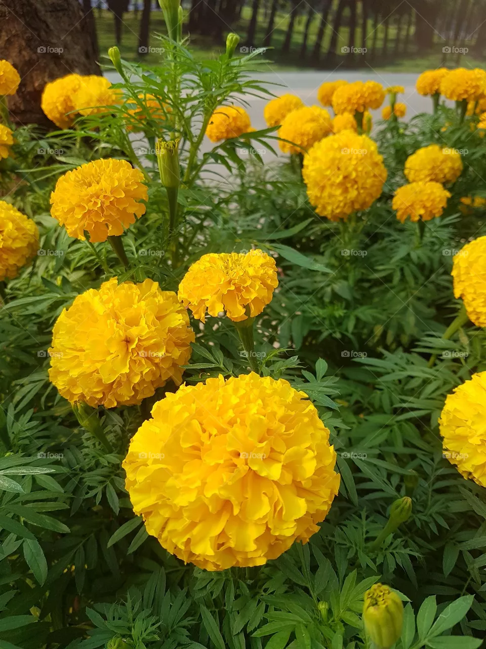 marigold