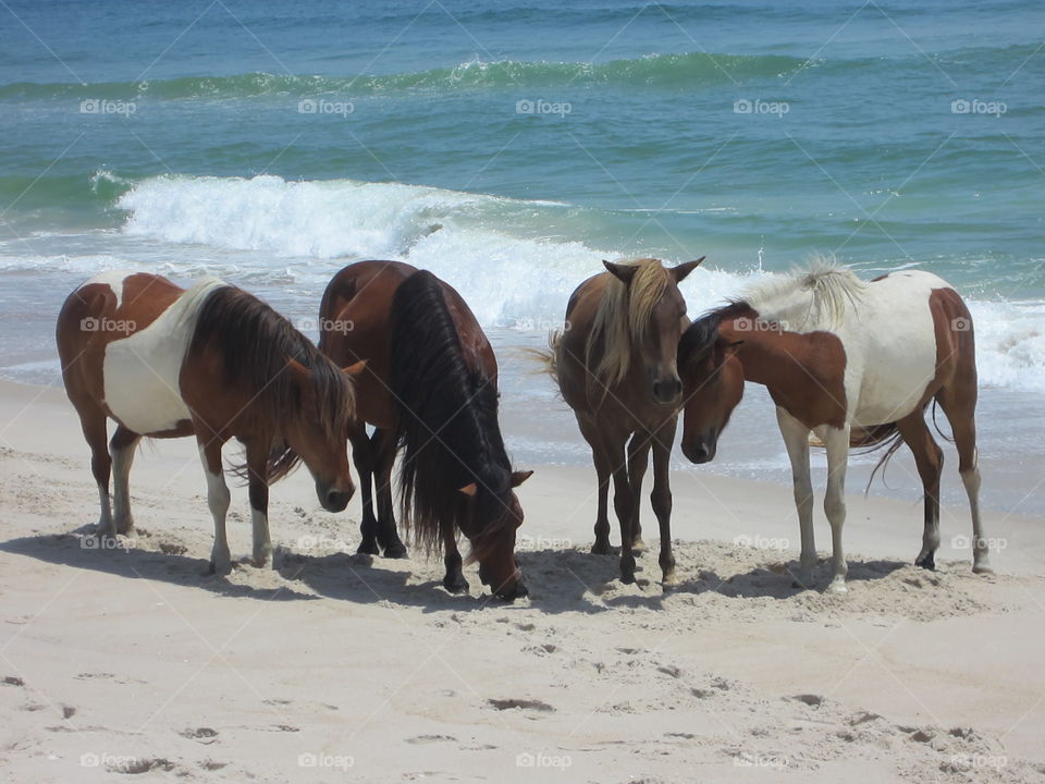 ponies on beach