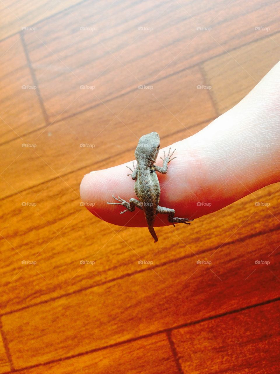 Finger Lizard