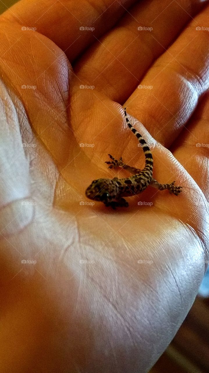 baby gecko visiting