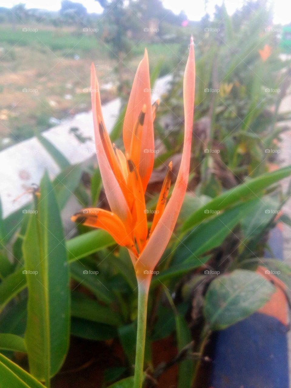Beauty of Flower