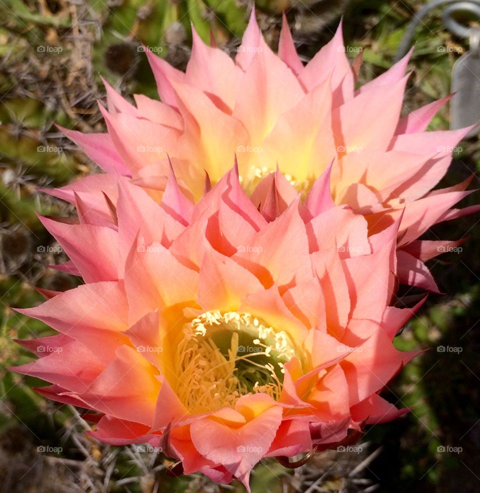 Spiky flower