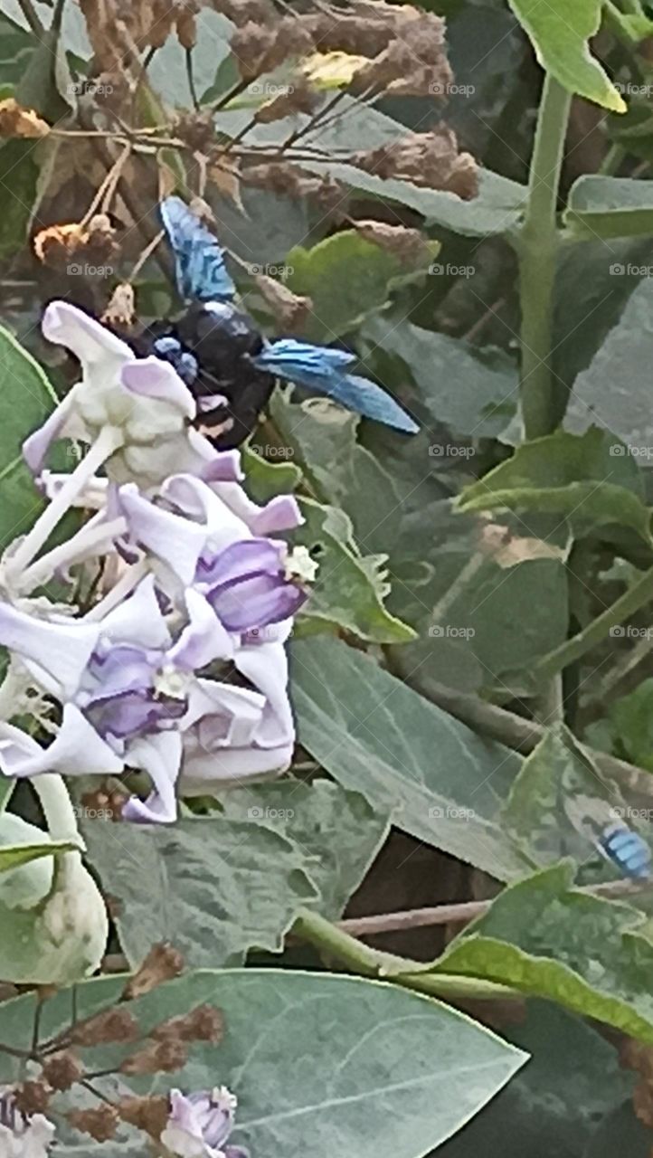 elephant size body with thick transparent wings .