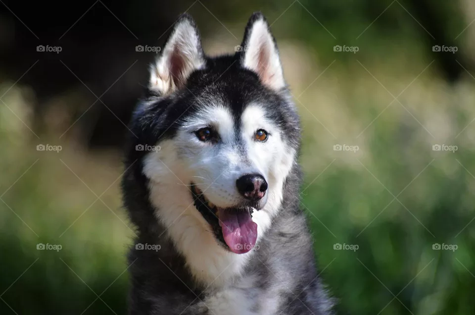 husky in nature