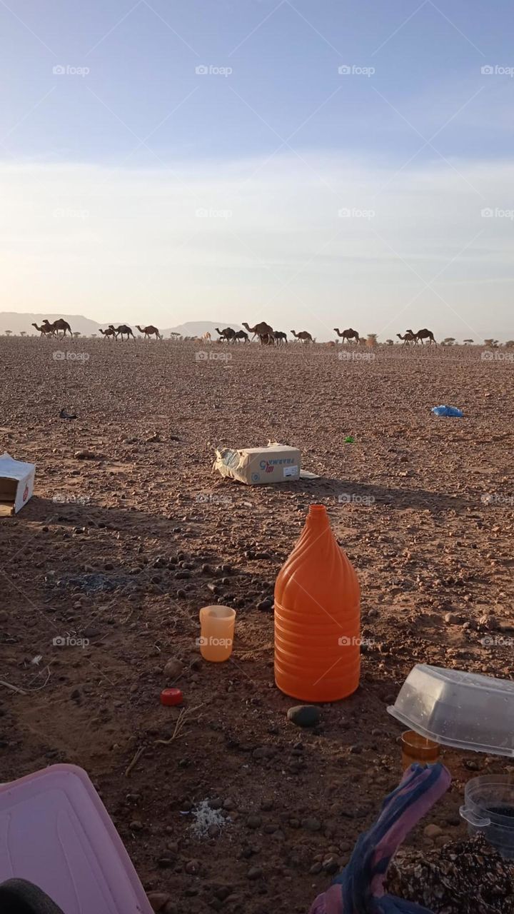camels in desert
