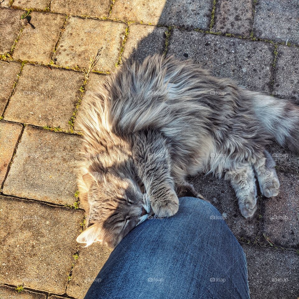 Cute gray cat near my legs outdoor.