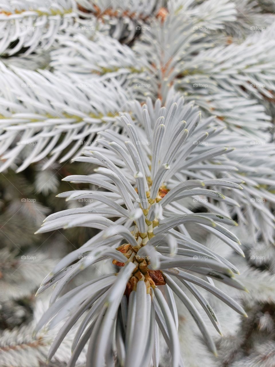 White Pine Spring Growth