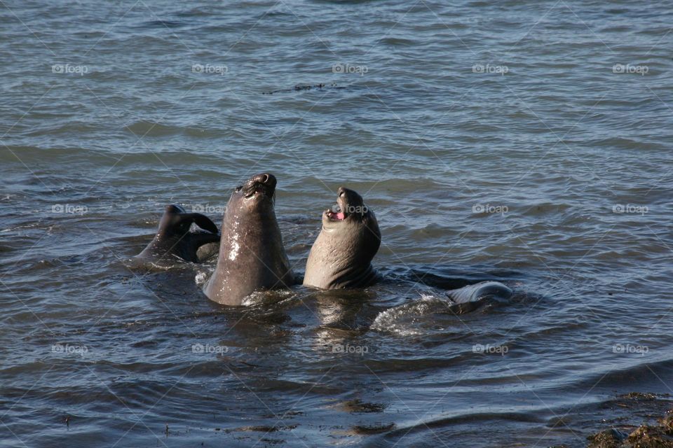Two young sea elephants playing in the ocean 