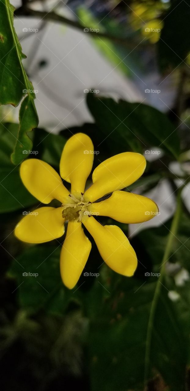 beautifully fragrant Golden Gardenia