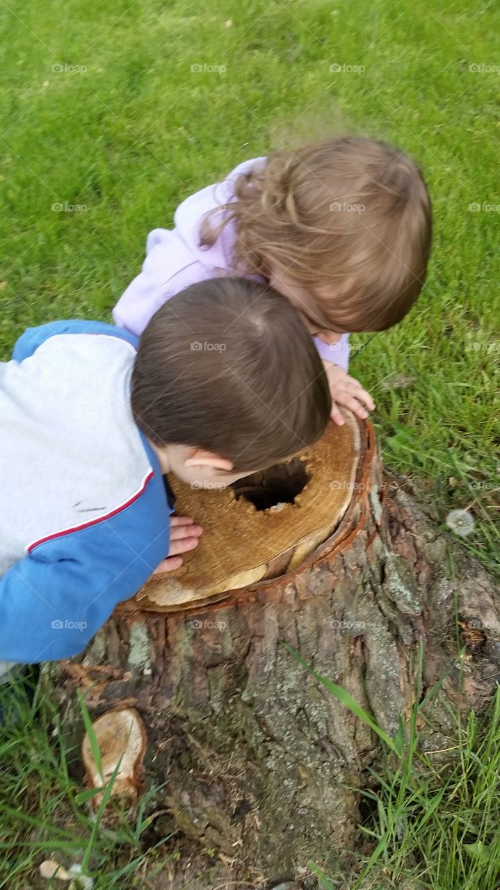 hello in there. bro and sis check out a hole in a tree stump