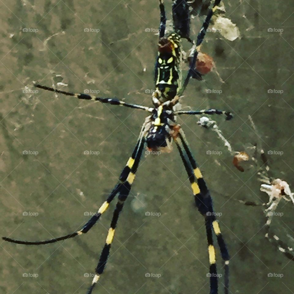 Banana Spider. A Nephila Clavata in South Korea