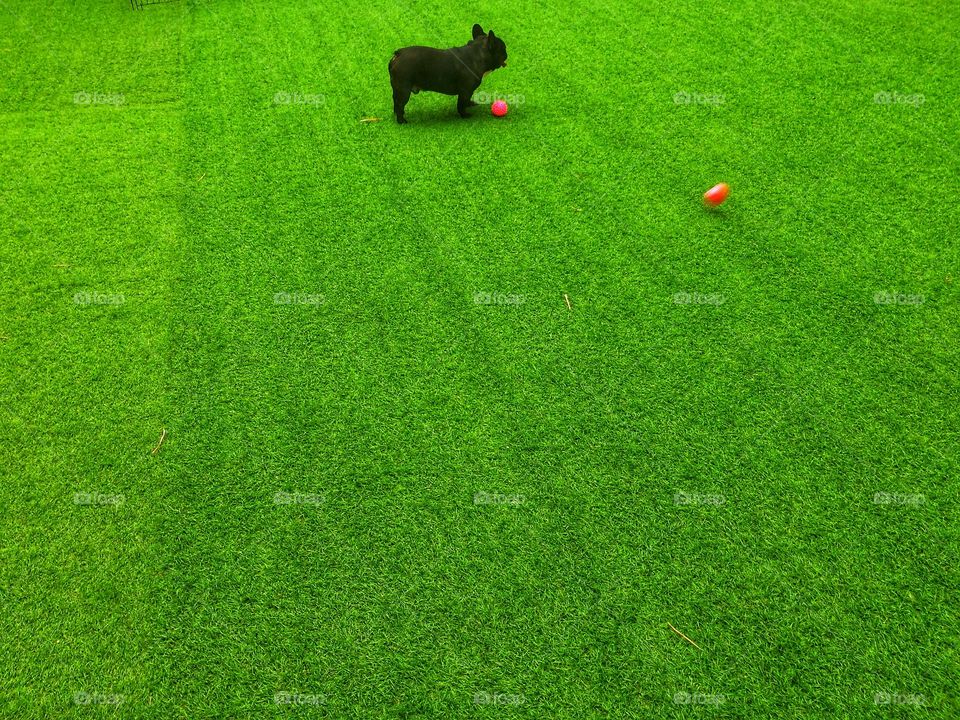 a black French bulldog with his toy balls on green grass background 