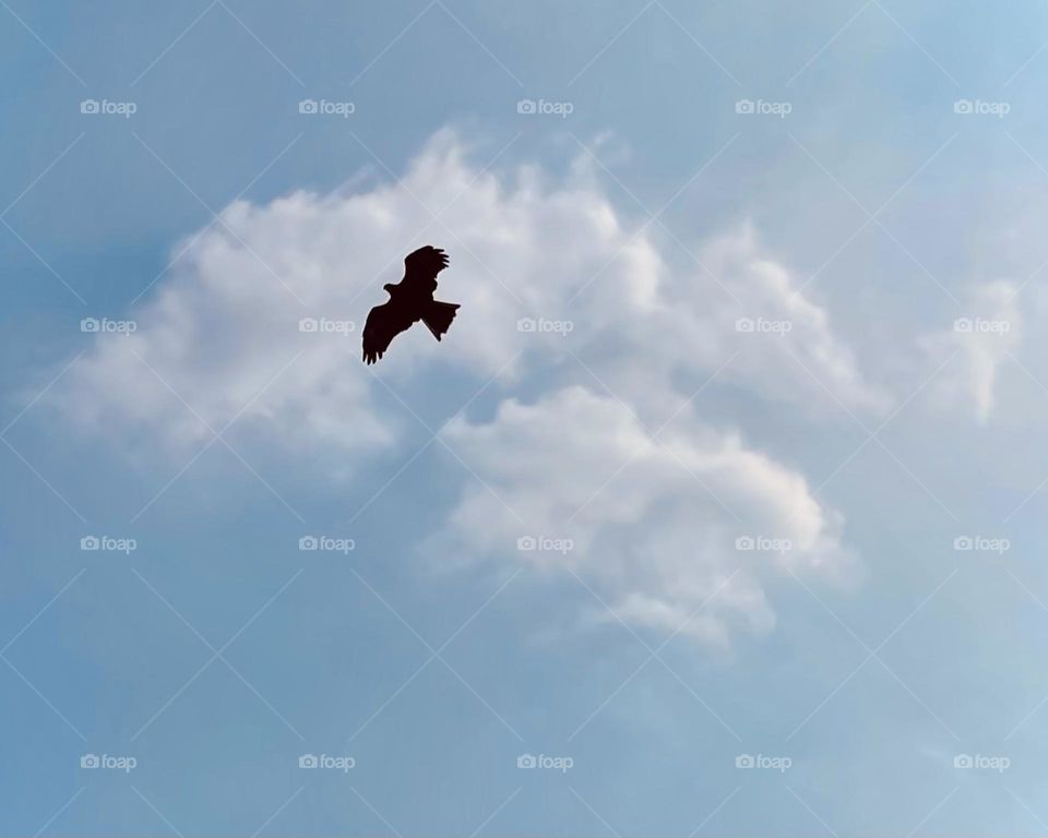 Eagle in the sky