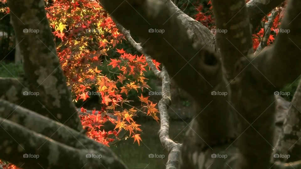 kashmir heart shaped leaves tree