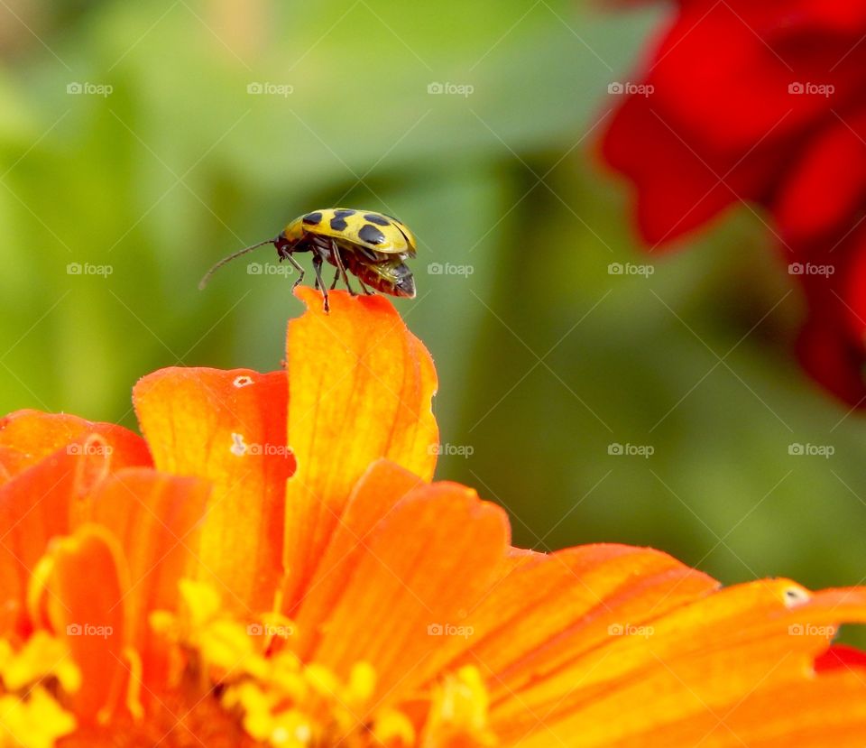 Little Big World, Perspective . From our perspective, we see the world to be very large and much to explore.  The flower is an island to this small bug.