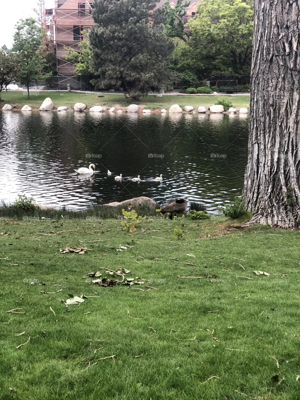 Baby Swans