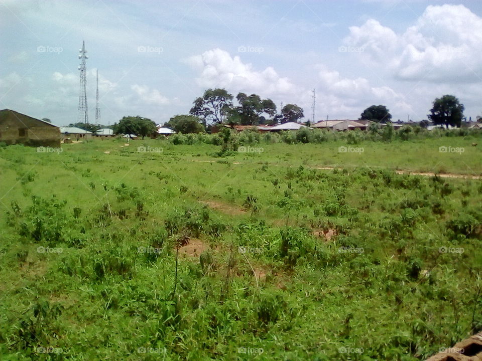 half side of sites area at ganmo vegetation.