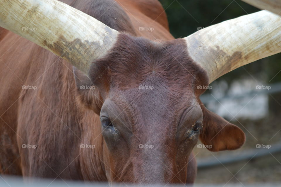 African cattle