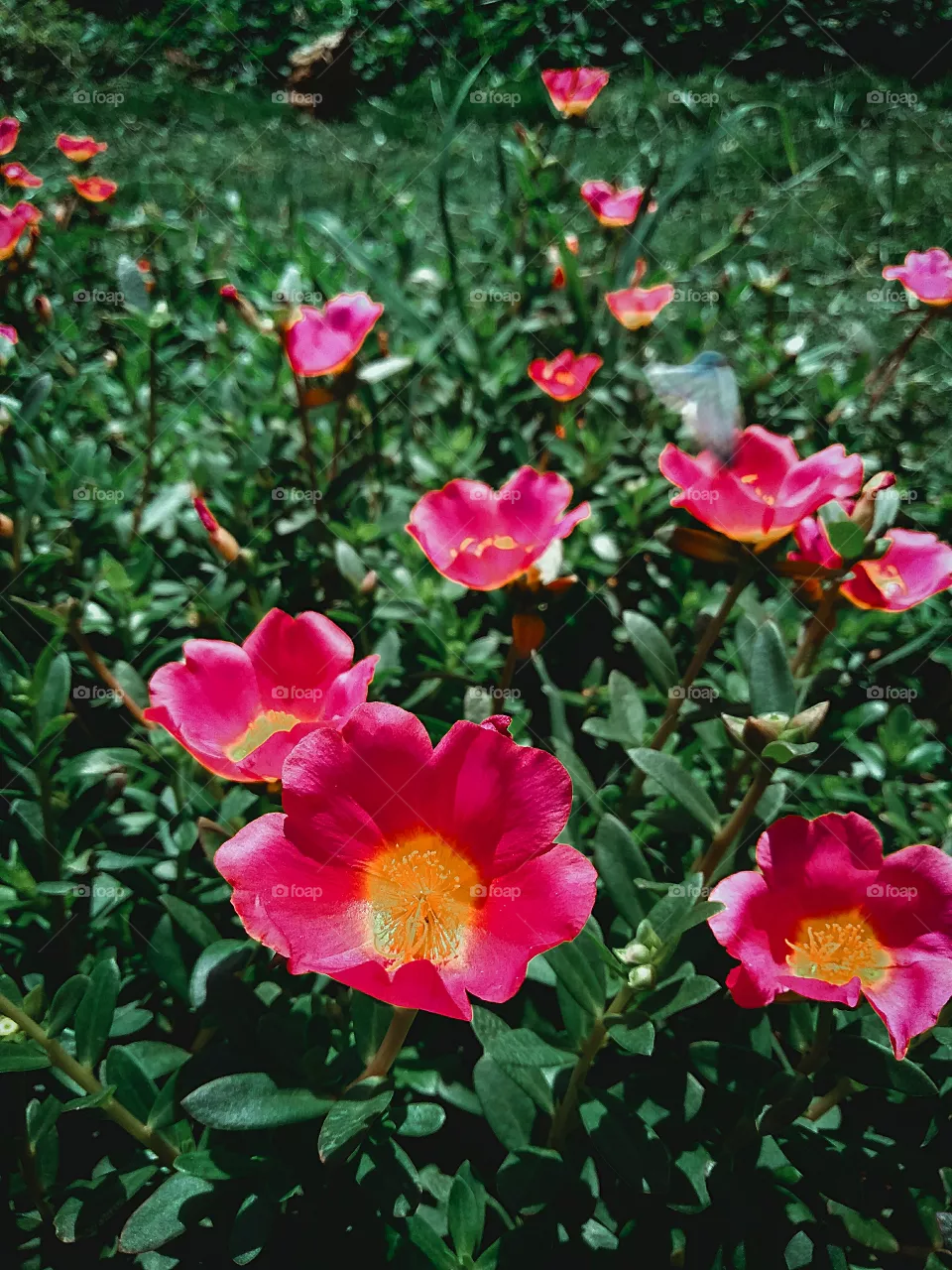 "MOBILE PHOTOGRAPHY"