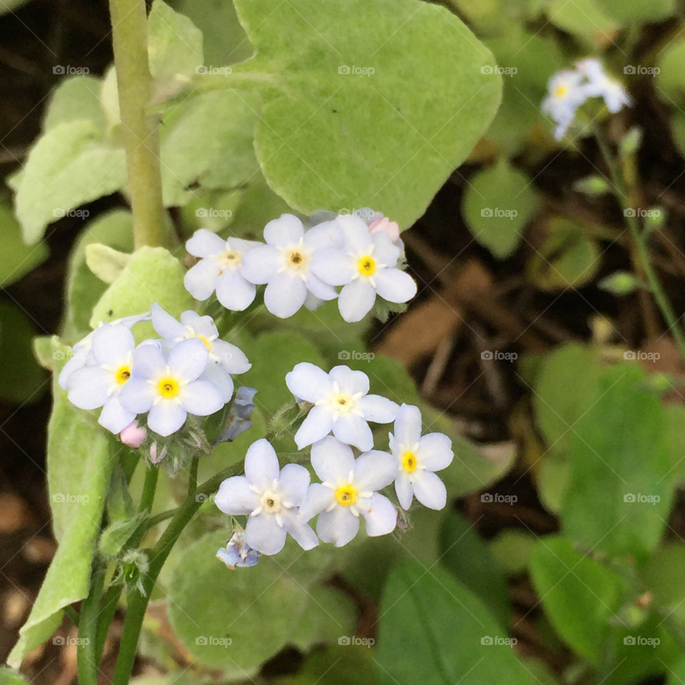 Closeup of forget-me-nots in Golden Gate Park