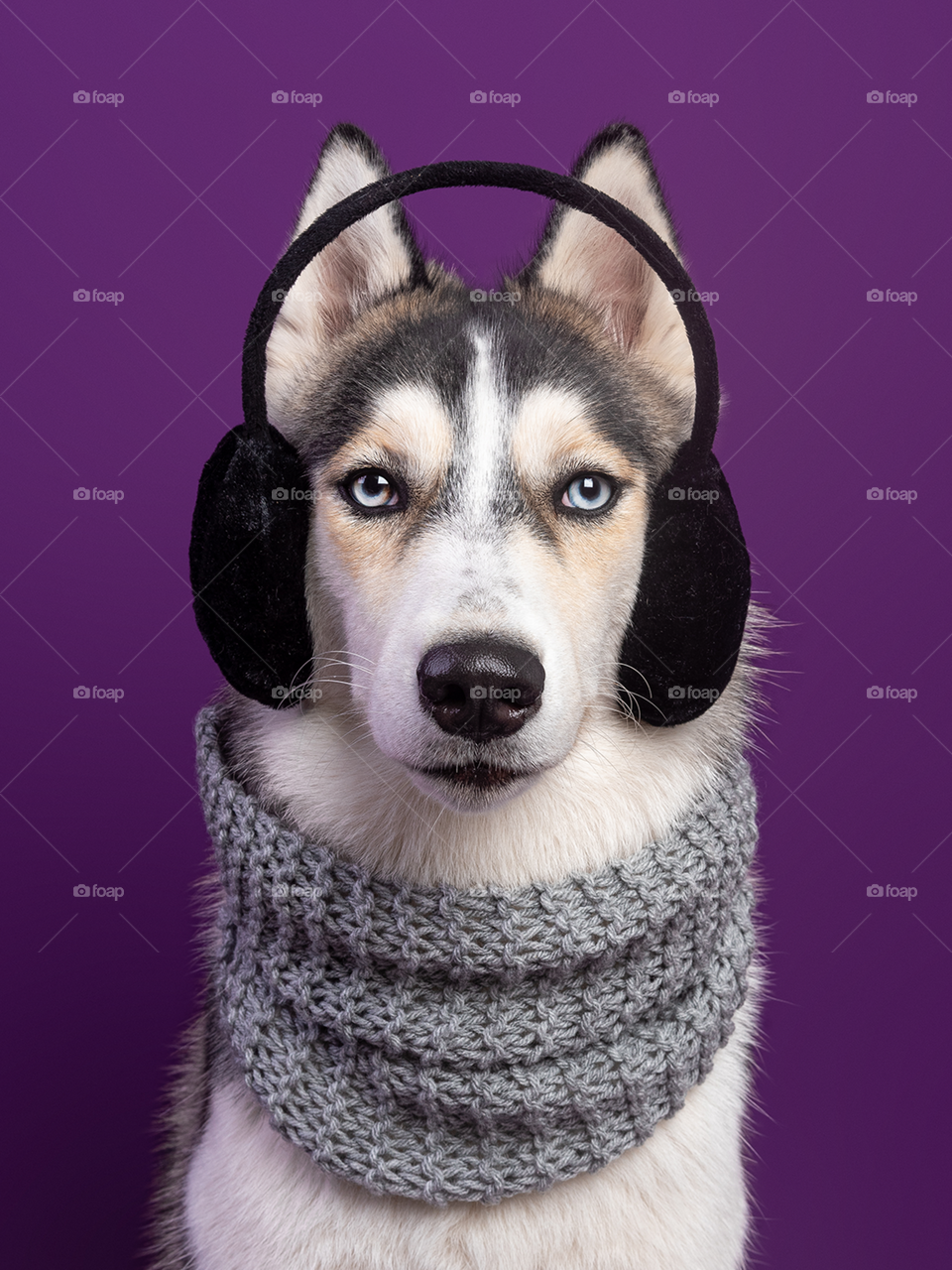 Cachorro da raça husky siberiano de olhos azuis com cachecol e protetor de orelha 