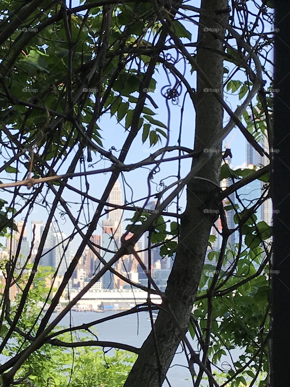 Tree, Wood, No Person, Leaf, Nature