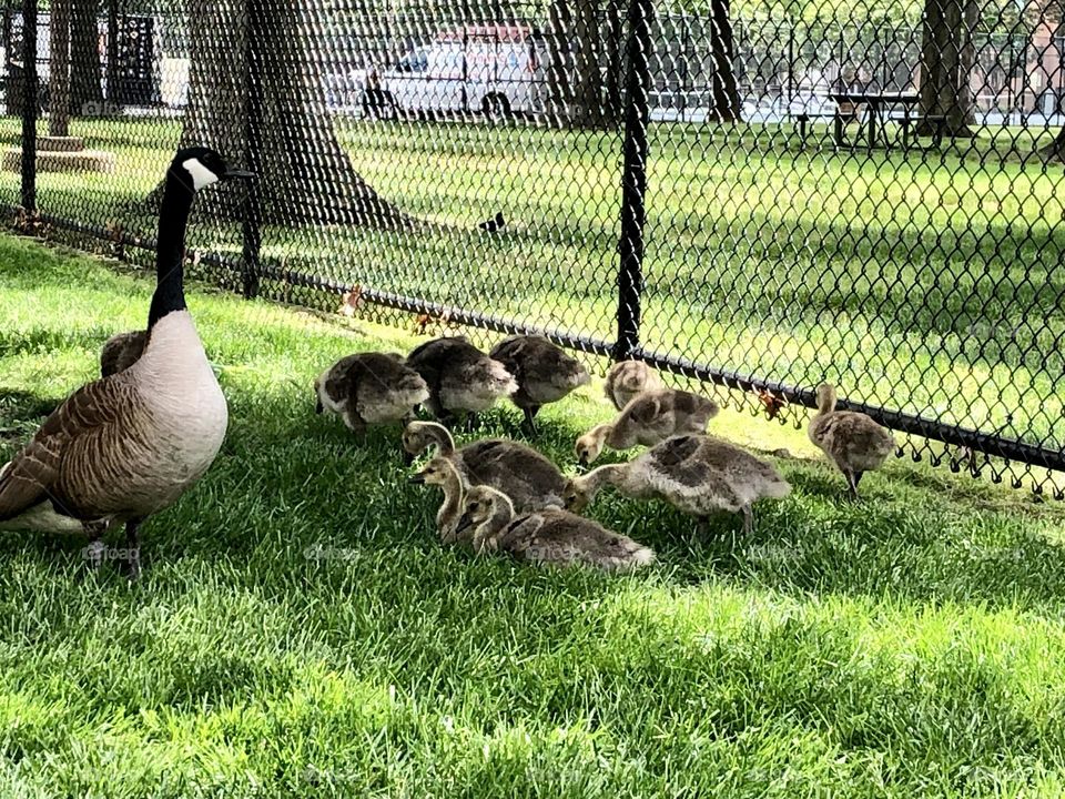 Canada geese family / very cute baby geese together 