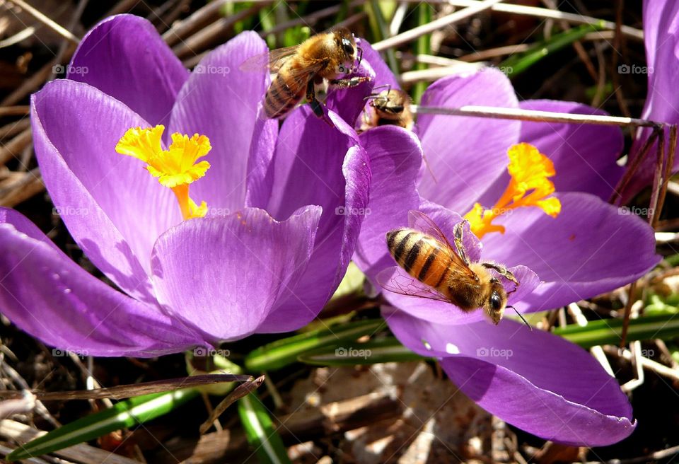 Bees on crocus Flowers