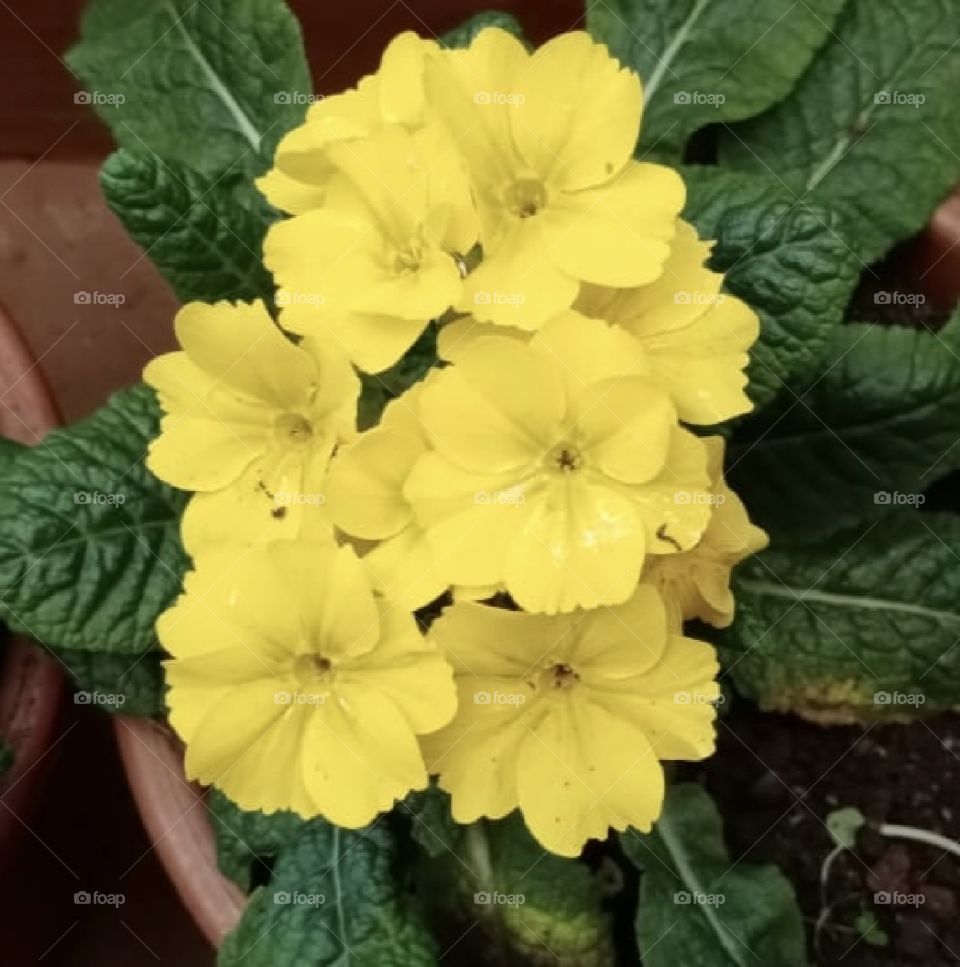 beautiful yellow flowers