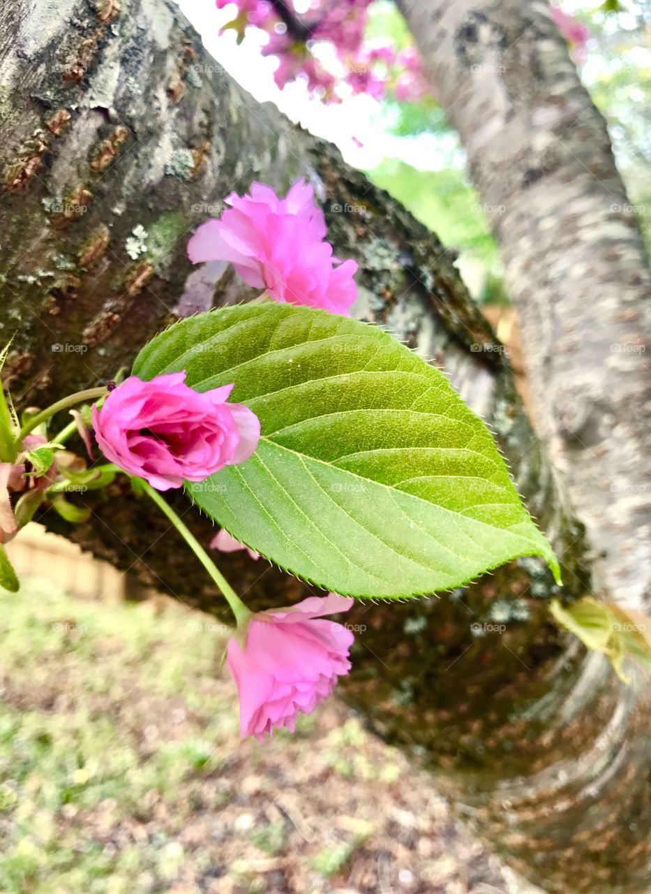 Cherry Blossom Bud