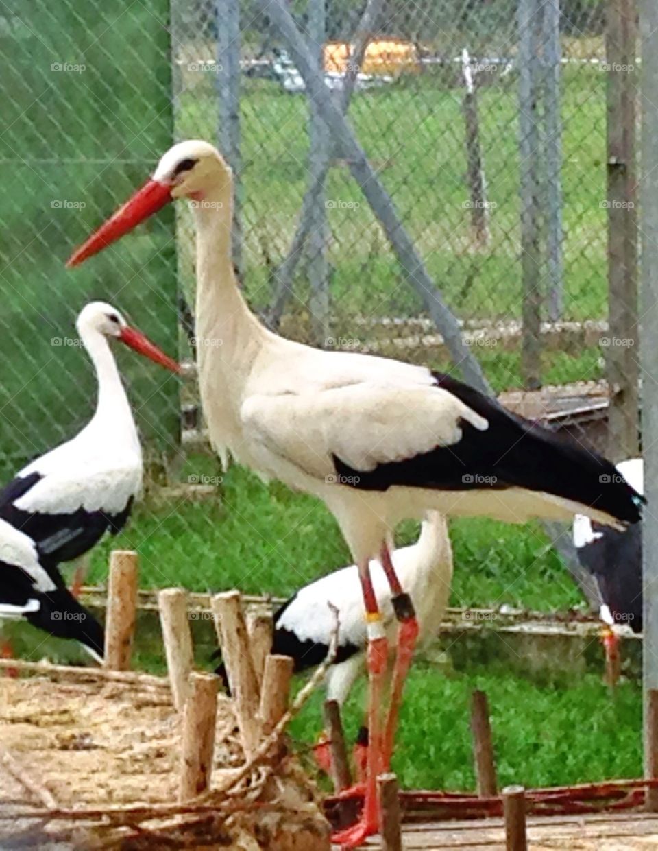 Animal, bird, Stork