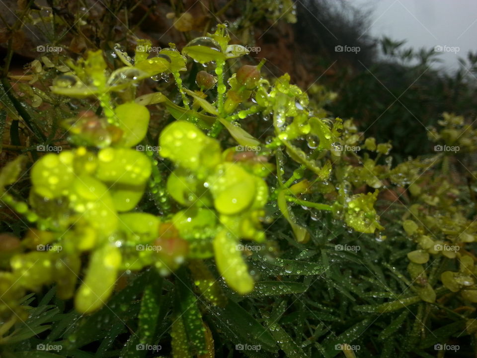 rain flora