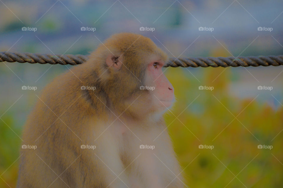 Wild Japanese Monkey